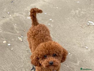 Toy Poodle dogs Two KC Reg Stud Boys in Burry Port - Advert 12