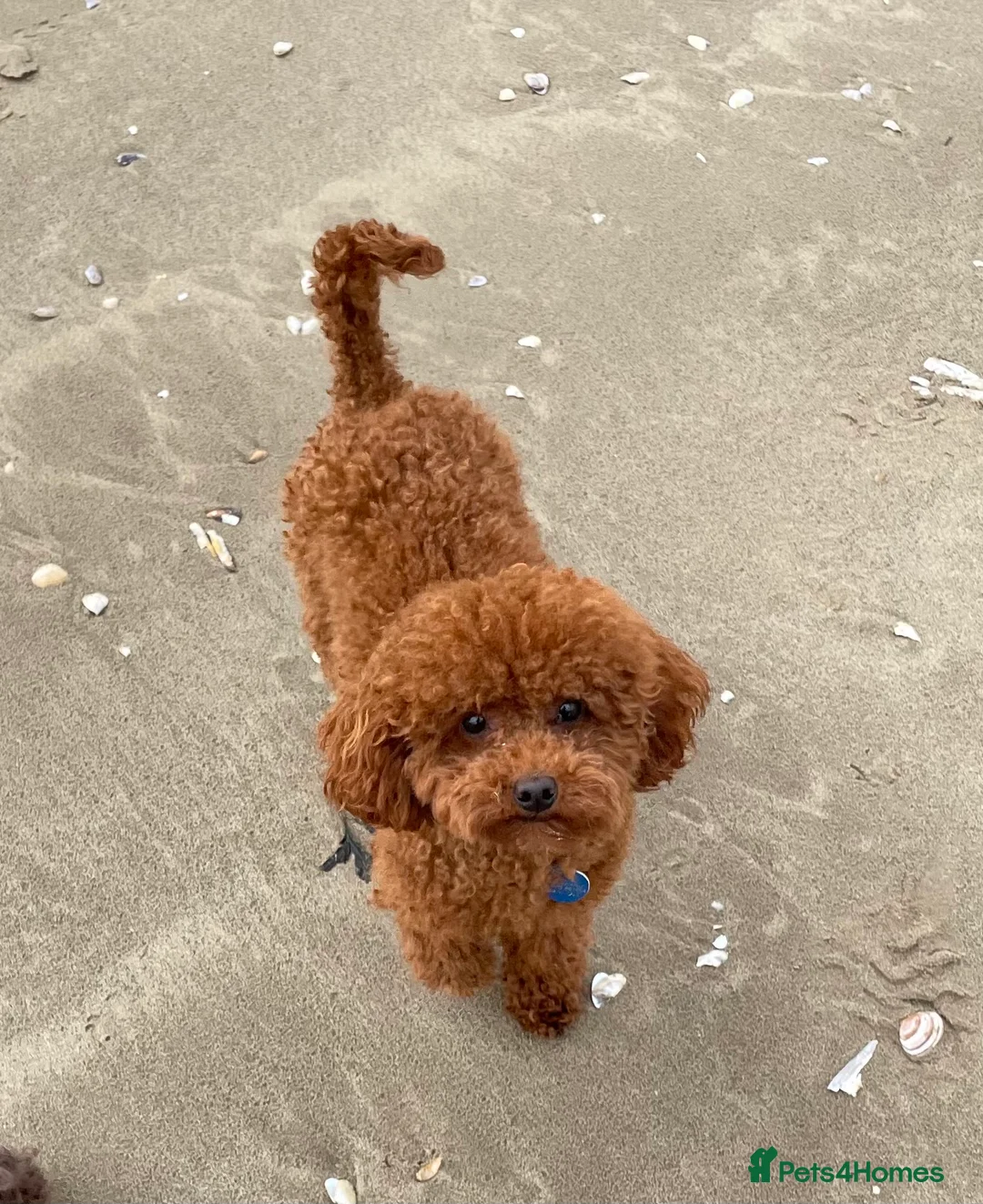 Toy Poodle dogs for stud: Two KC Reg Stud Boys in Burry Port - Advert 1