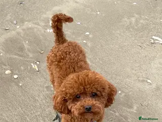 Toy Poodle dogs Two KC Reg Stud Boys in Burry Port - Advert 4