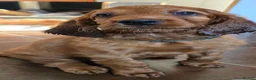 Irish Setter dogs for sale: KC Registered Beautiful Irish Setter Puppies  - Advert 4