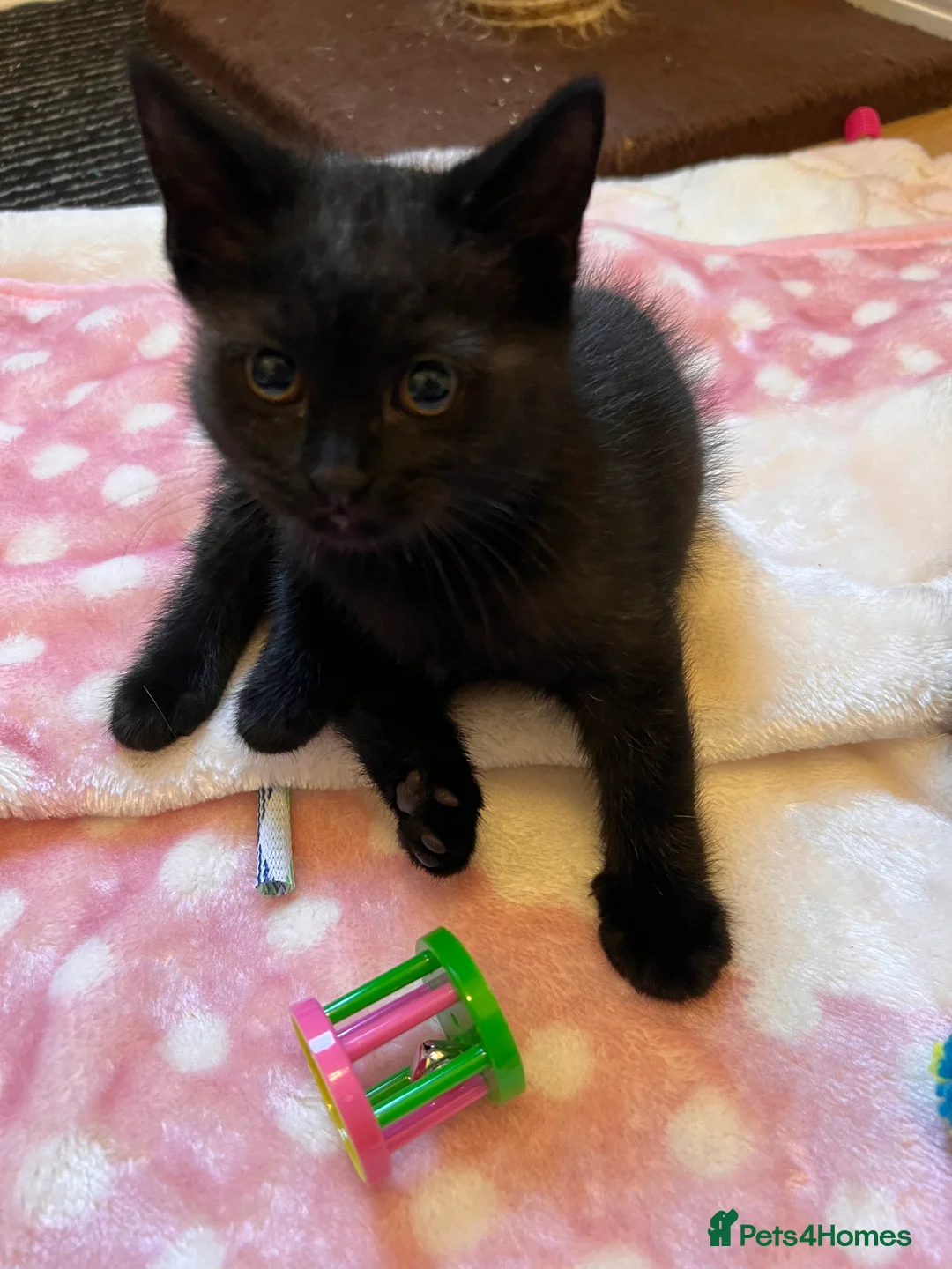 British Shorthair cats for sale: British Shorthair Kittens - Advert 7