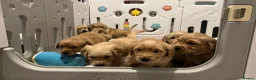 Golden Retriever dogs for sale: Extensively health tested kc reg golden retrievers - Advert 7