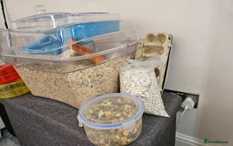 Gerbil rodents for sale: 2 female gerbils oreo and cream - Image 4