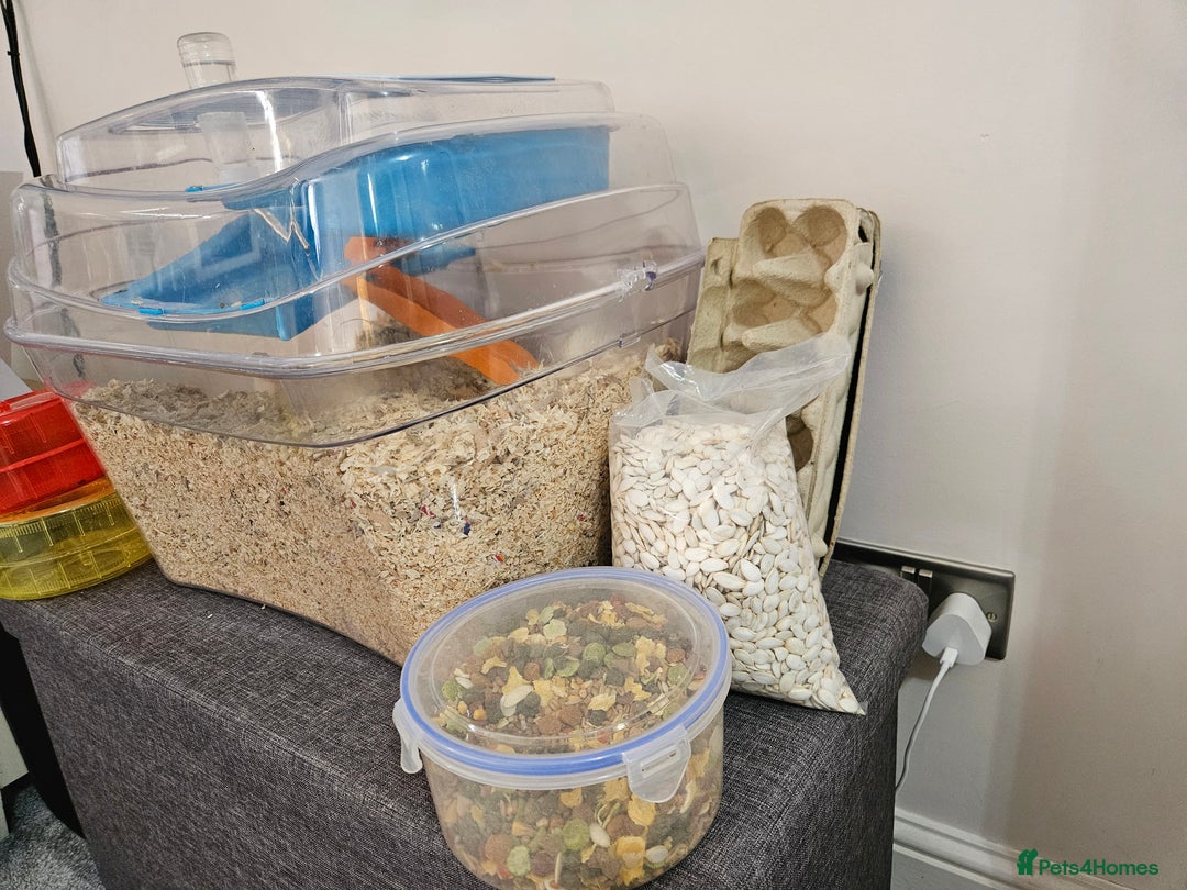 Gerbil rodents for sale: 2 female gerbils oreo and cream - Image 4