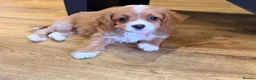 Cavapoo dogs for sale: Exceptional F1 Toy Cavapoos-Health Tested Parents - Advert 12