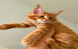 Maine Coon cats for sale: Maine Coon XXXL - Advert 10