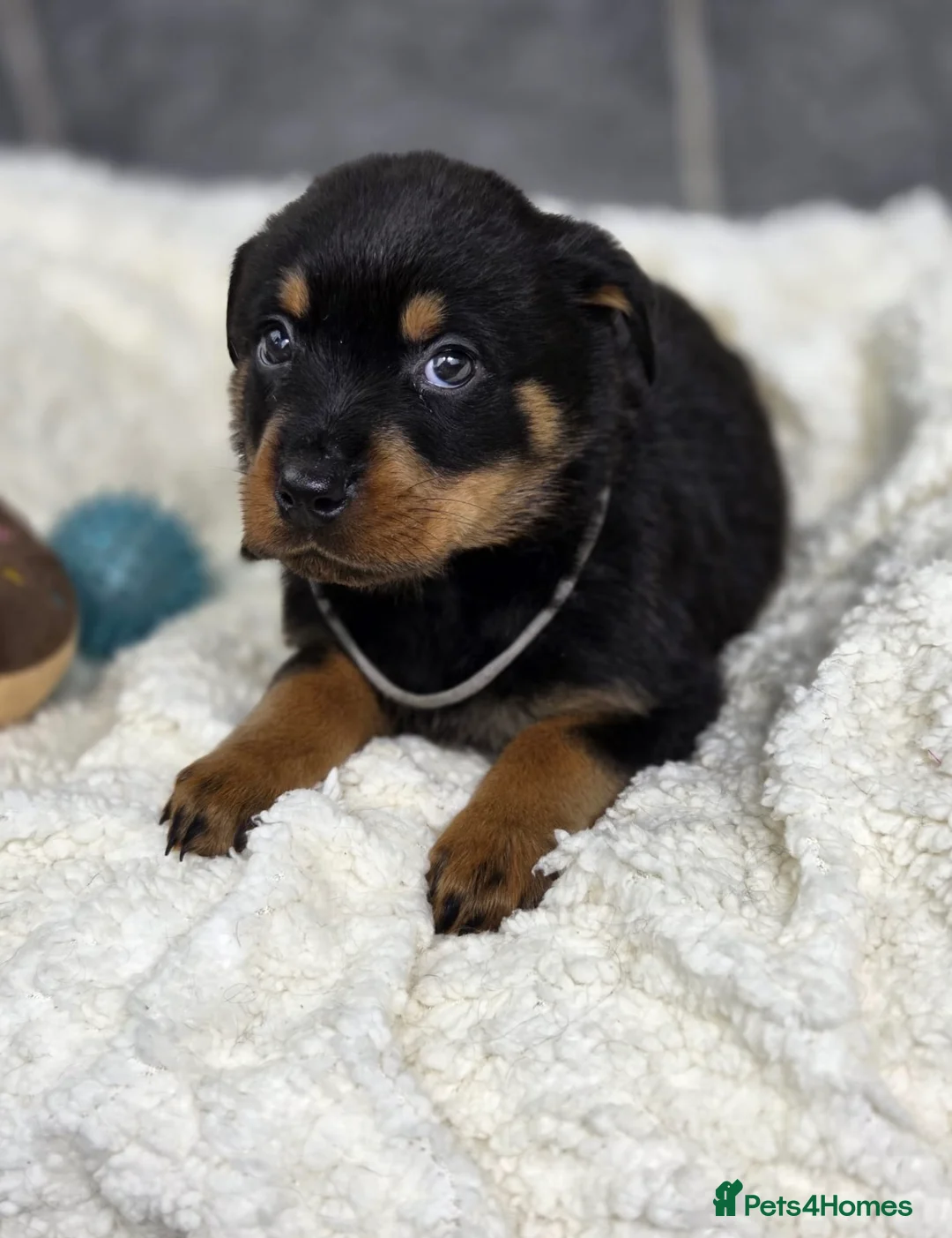 Rottweiler dogs for sale: Stunning Rottweiler pups - Advert 24