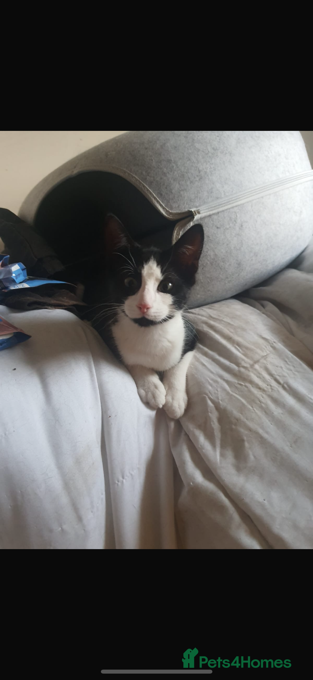British Longhair cats for sale: 4 beautiful rescue kittens - Image 8