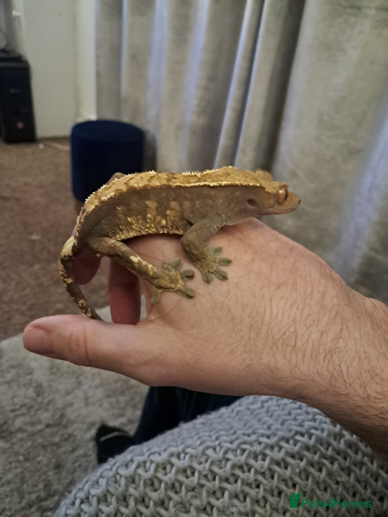 Gecko reptiles Two crested Geckos - brother's  - Advert 6