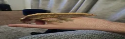 Gecko reptiles for sale: Two crested Geckos - brother's  - Advert 1