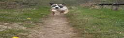 Mixed Breed dogs for sale: Buster - Advert 6