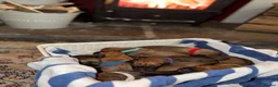 Rhodesian Ridgeback dogs for sale: Bred for beauty. Build and temperament. in Market Drayton - Advert 26