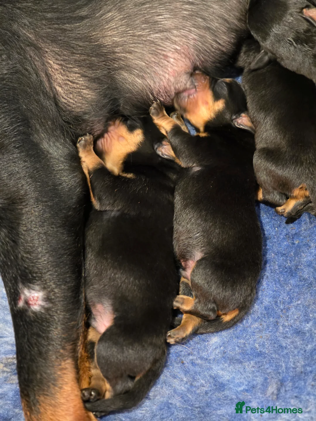Rottweiler dogs for sale: Chunky KC registered Rottweiler  puppies  - Advert 3