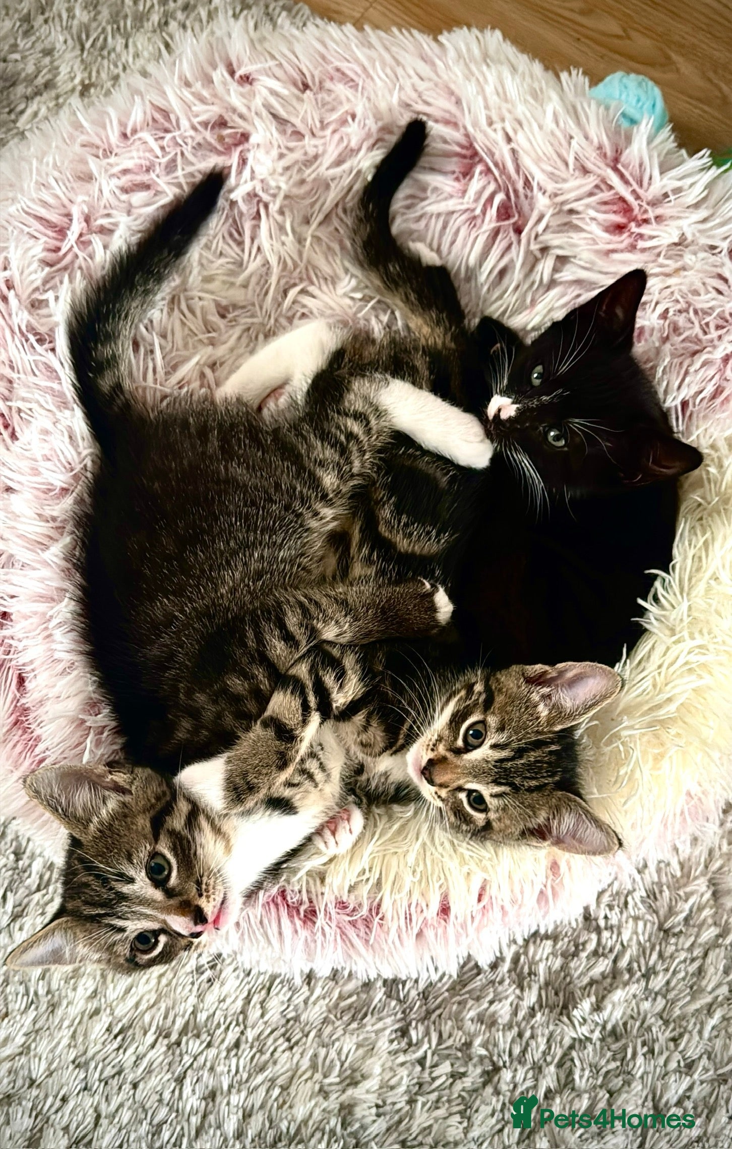 Mixed Breed cats Three kittens are looking for their homes 🐾 - Advert 1