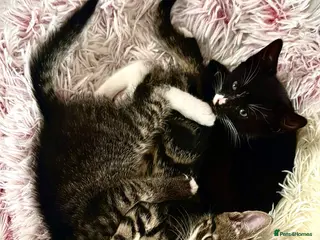 Mixed Breed cats Three kittens are looking for their homes 🐾 - Advert 1