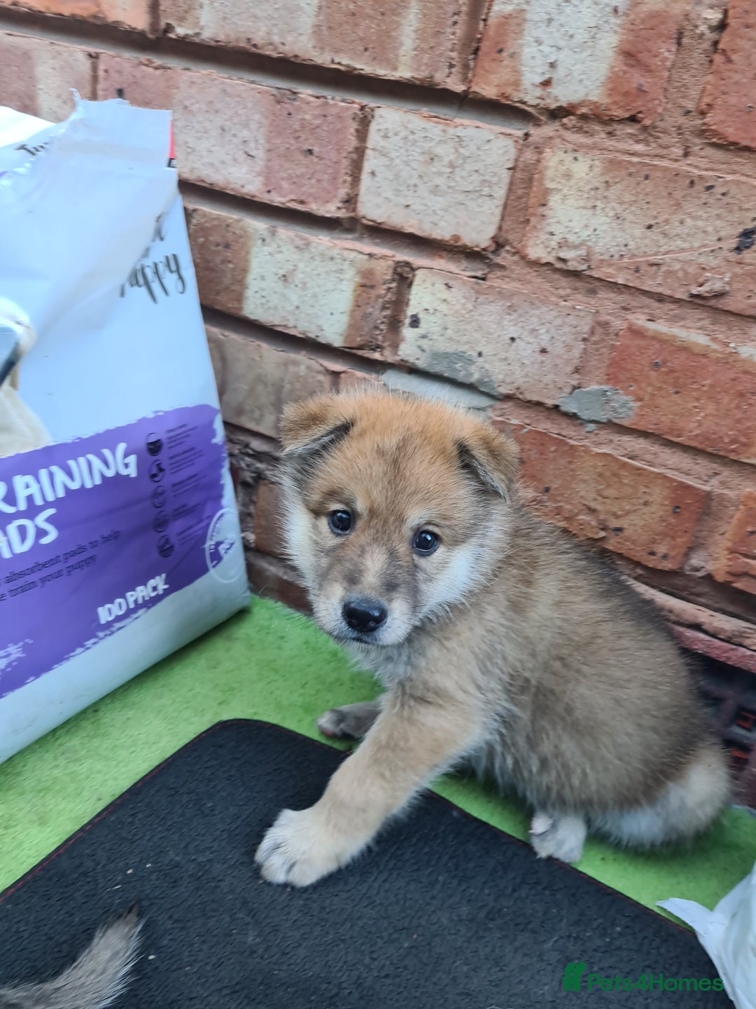 Mixed Breed dogs for sale: Czech Wolfdog × Akita/Malamute Puppies - Advert 31
