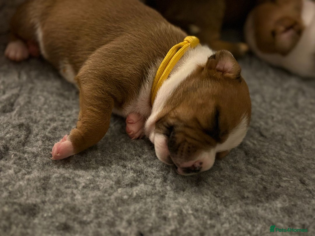 Staffordshire Bull Terrier dogs for sale: KC Staffordshire bull terriers 🧡🧡🏆🩸 REDS  - Image 17