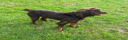 Cocker Spaniel dogs for sale: Kc registered working cocker spaniels  - Advert 11