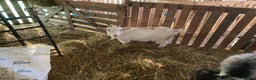 Goats livestock for sale: Flock of Pigmy goats for sale - Advert 10