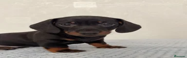 Miniature Dachshund Puppy 1