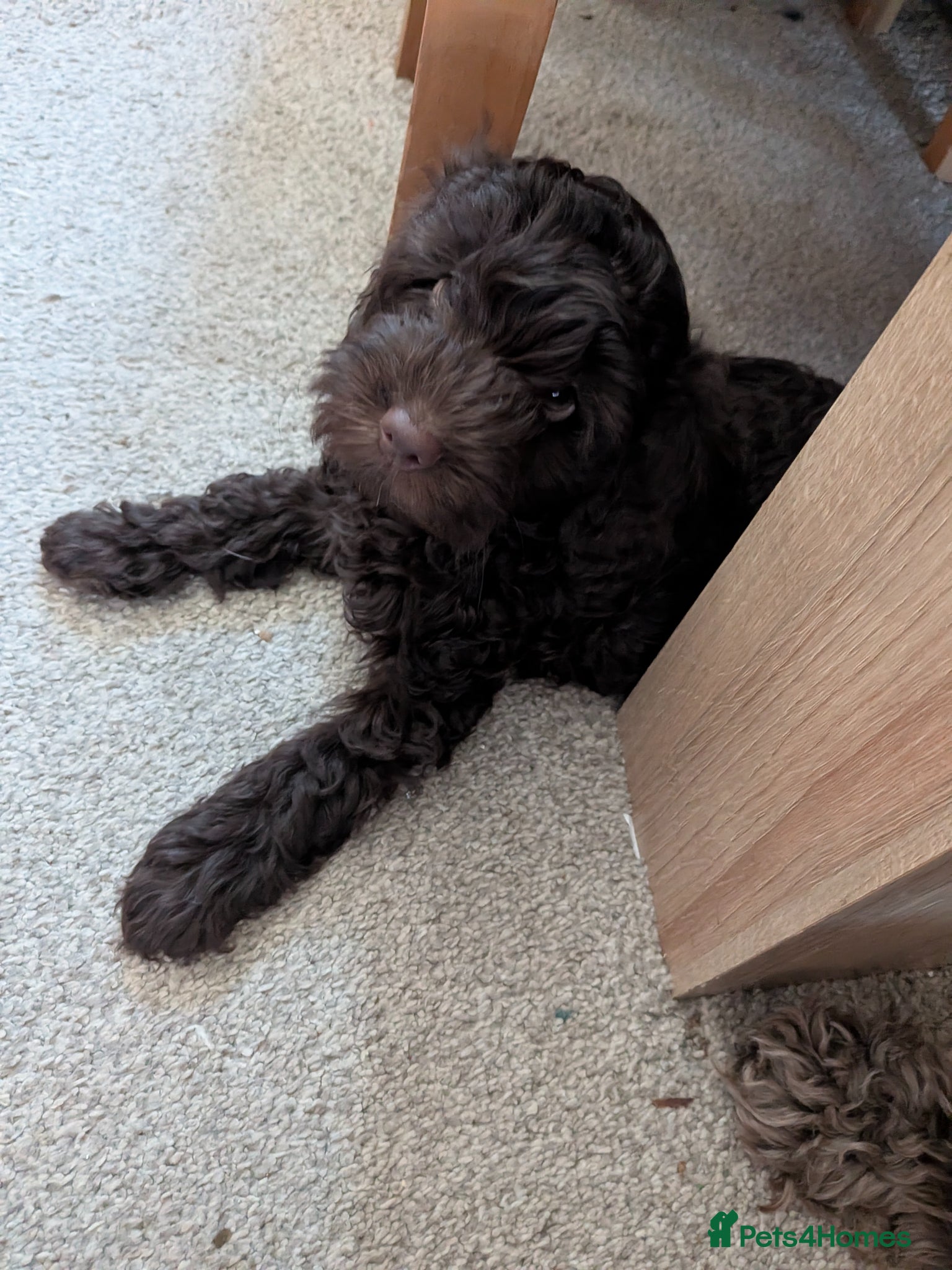 Cockapoo dogs 1 Stunning Chocolate Cockapoo remaining - Advert 1