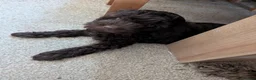 Cockapoo dogs for sale: 1 Stunning Chocolate Cockapoo remaining - Advert 3