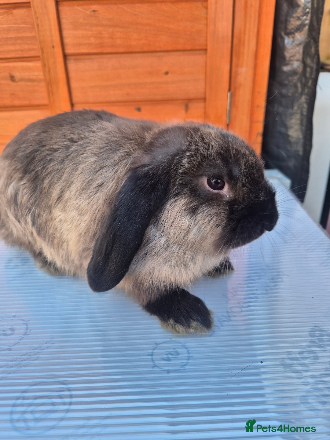 Mini Lop rabbits for sale: Various ages mini lops ready to go - Image 4