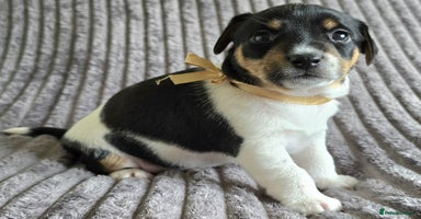 Jack Russell dogs - Advert 8
