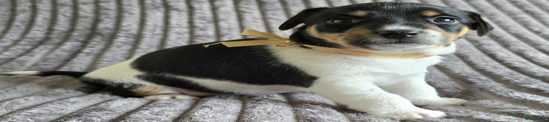 Jack Russell Puppy 2