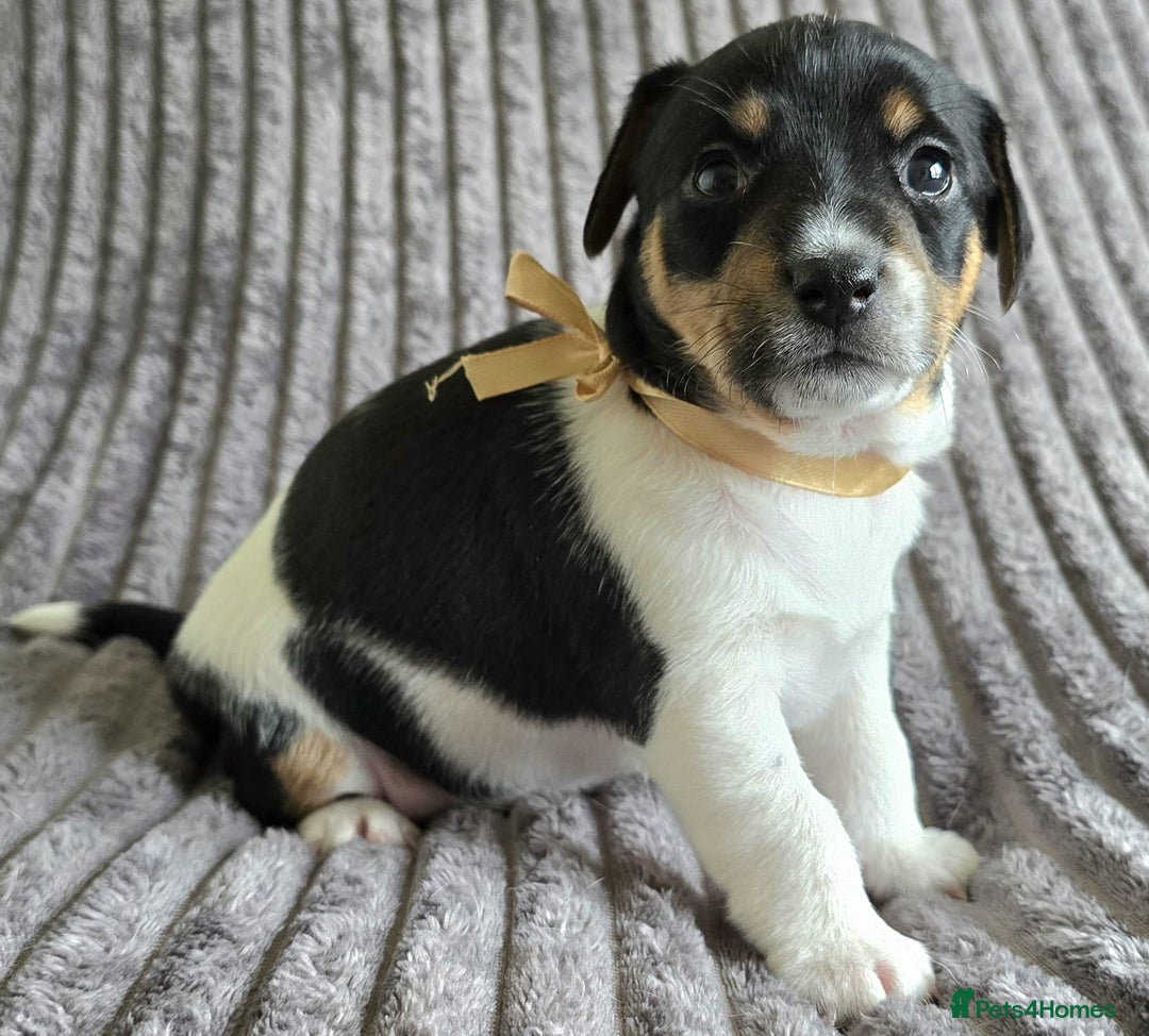 Jack Russell dogs for sale: 🐶 Jack Russell Puppies  – 4 Females & 1 Male 🐶 - Image 2