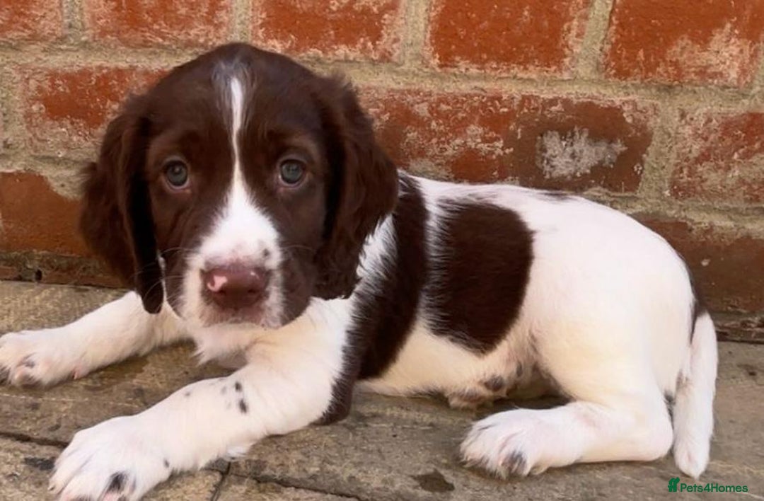 English Springer Spaniel dogs for sale: Beautiful English springer spaniel puppies - Image 6