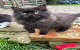 Turkish Van cats for sale: Beautiful kittens ready for loving new homes - Image 16