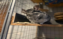 Chinchilla rodents for sale: 3 Chinchillas (family) - Image 2