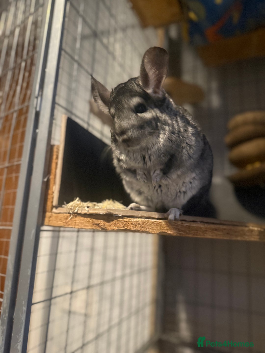 Chinchilla rodents for sale: 3 Chinchillas (family) - Image 2