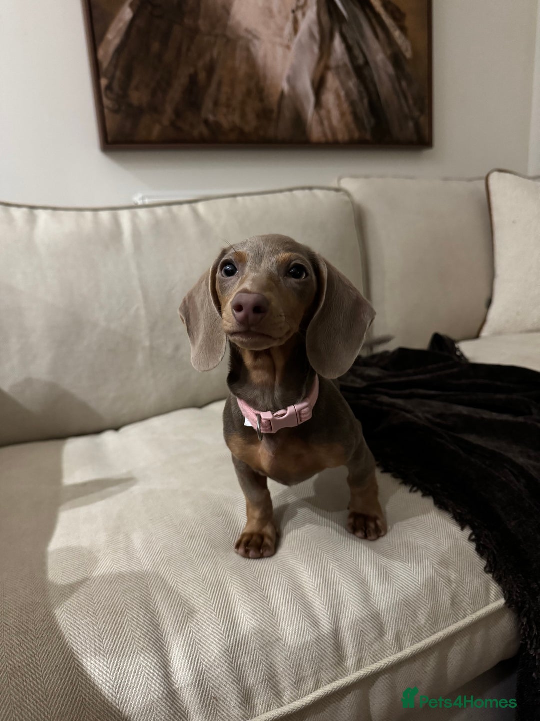Miniature Dachshund dogs for sale: Beautiful Miniature Dachshund  - Advert 3