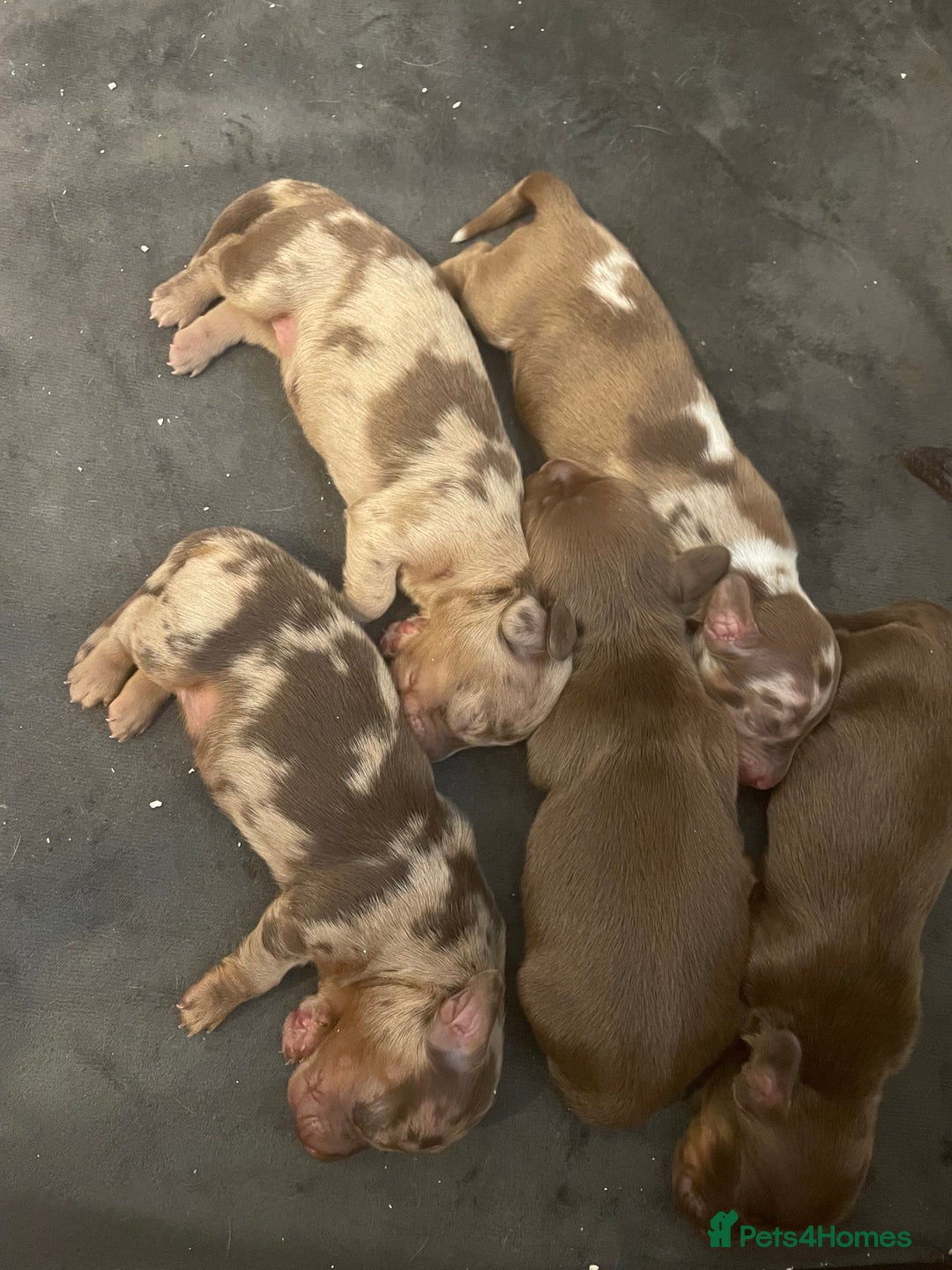 Miniature Dachshund dogs for sale: Miniature Dachshund Long Haired Puppies  - Advert 5