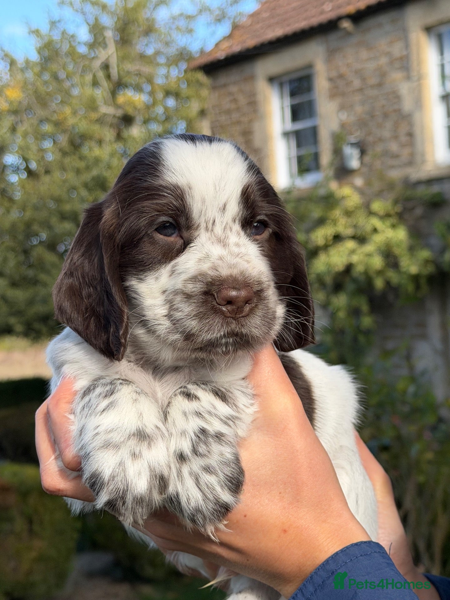 Cocker Spaniel dogs KC Reg Cocker Spaniel Pups Full DNA 5⭐️ Licensed  - Advert 11