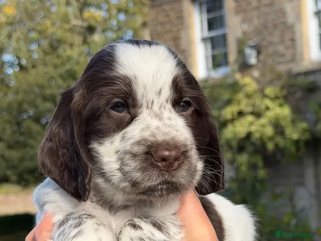 Cocker Spaniel dogs KC Reg Cocker Spaniel Pups Full DNA 5⭐️ Licensed - Advert 11