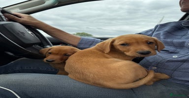 Labrador Retriever dogs - Advert 14
