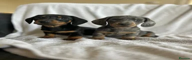 Miniature Dachshund Puppy 1