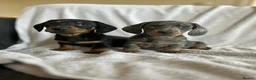 Miniature Dachshund dogs for sale: Gorgeous little dachshund puppies - Advert 8