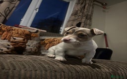 Jack Russell dogs for sale: ONE BOY LEFT smooth Jack Russell puppy - Advert 7