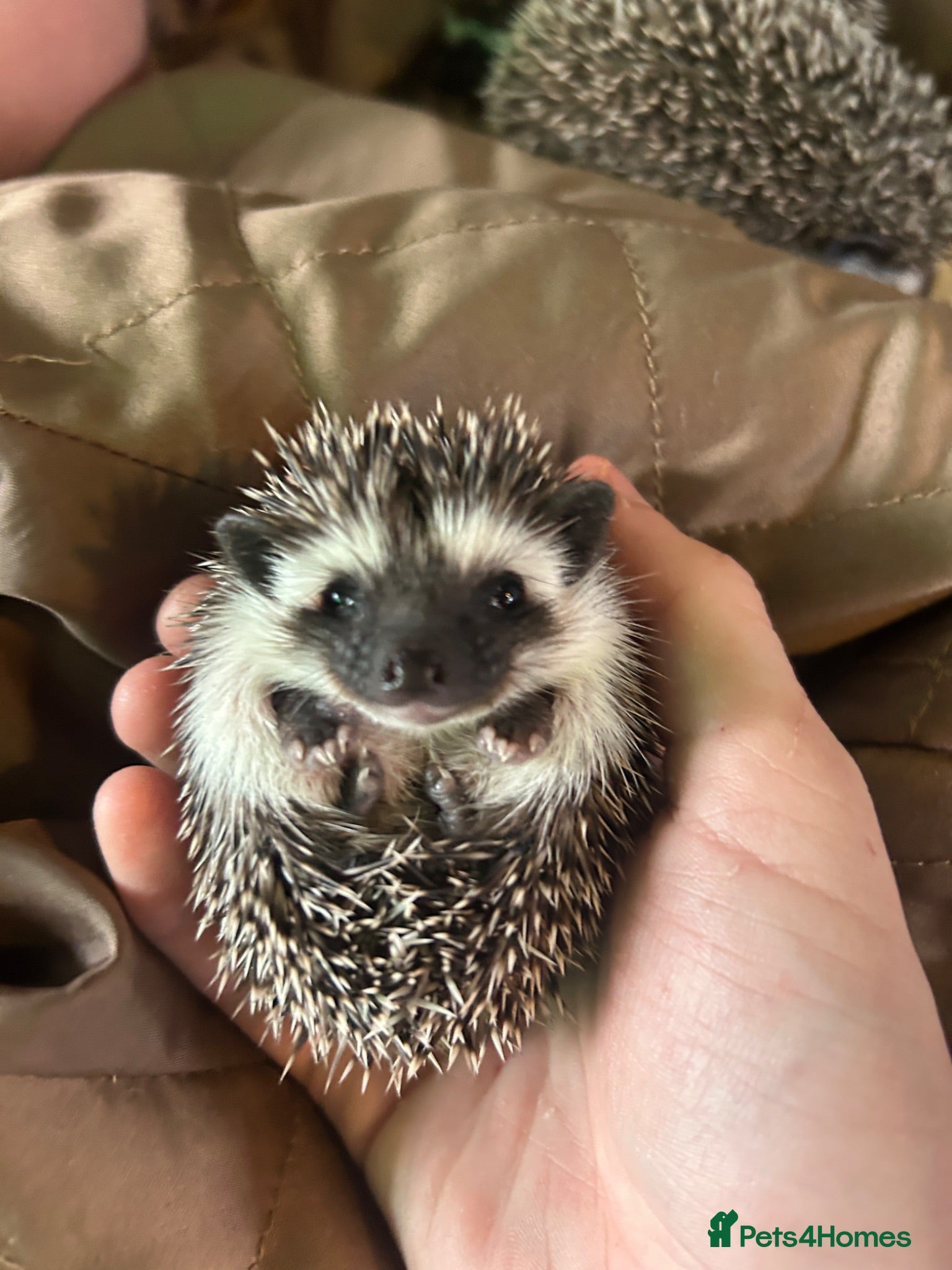 Pygmy Hedgehog rodents Two Gorgeous Hoglets for Loving Forever Homes - Advert 8