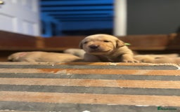 Labrador Retriever dogs for sale: Labrador Retrievers For Sale - Image 9