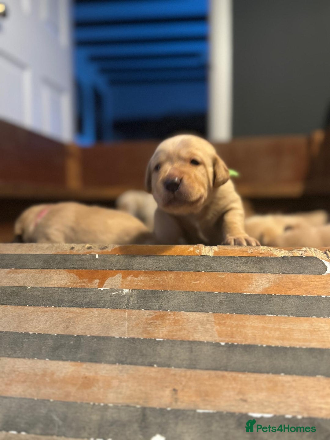 Labrador Retriever dogs for sale: Labrador Retrievers For Sale - Image 9