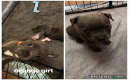 Staffordshire Bull Terrier dogs for sale: Staffordshire Bull Terrier puppies for sale  - Image 5