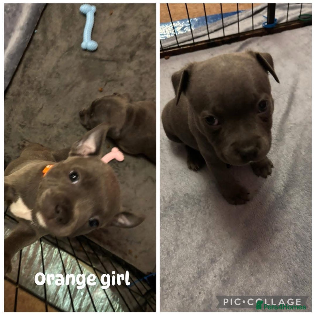 Staffordshire Bull Terrier dogs for sale: Staffordshire Bull Terrier puppies for sale  - Image 5