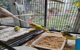 Budgerigars birds for sale: Beautiful baby budgies  - Image 8