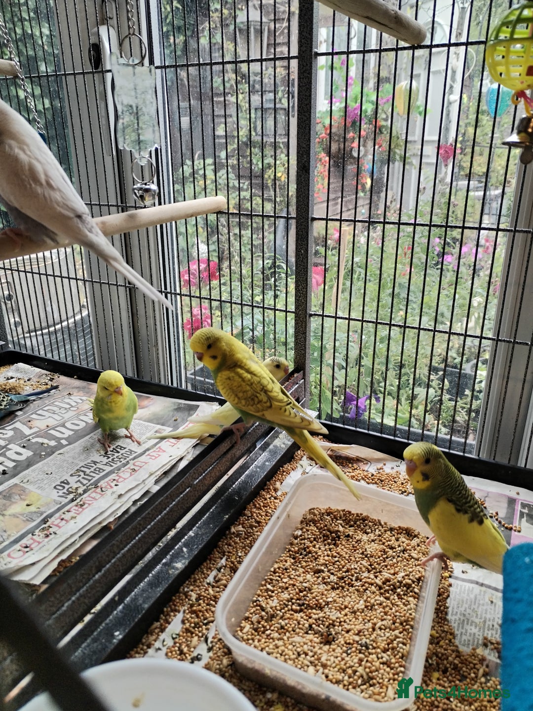 Budgerigars birds for sale: Beautiful baby budgies  - Image 8