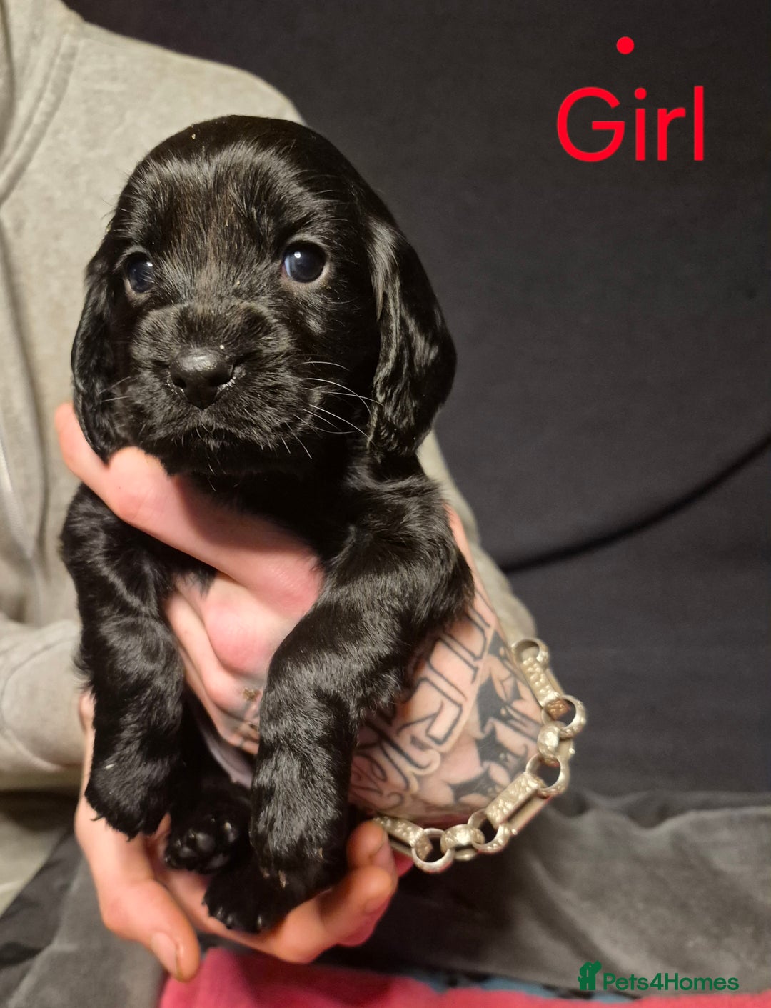 Mixed Breed dogs for sale: Sproker spaniel cross Cavalier King Charles  - Advert 13